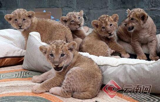 萌翻了!五胞胎非洲狮亮相 