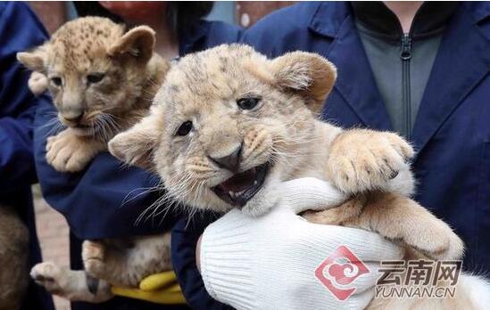 萌翻了!五胞胎非洲狮亮相 