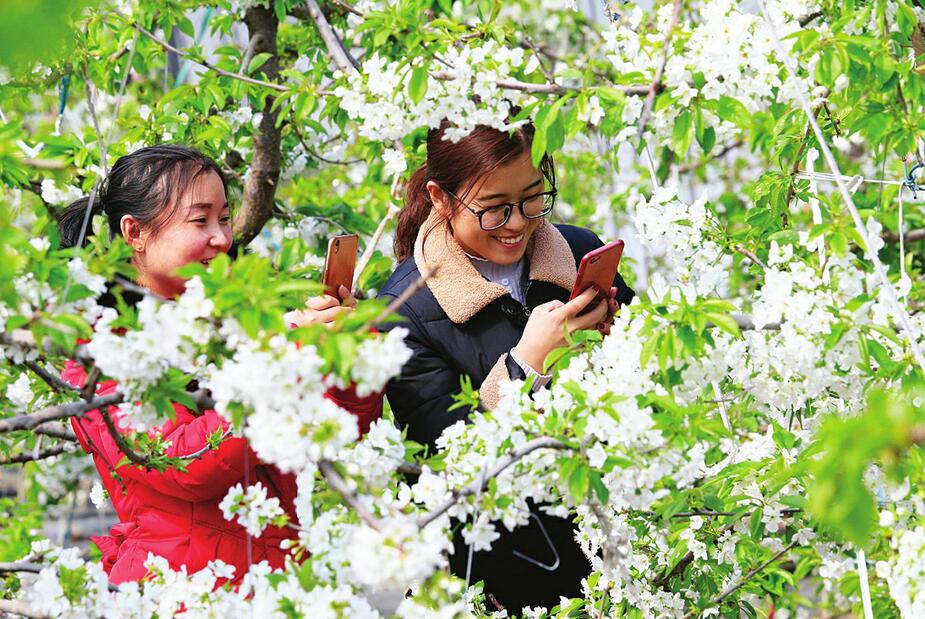 樱桃花开 春色满园