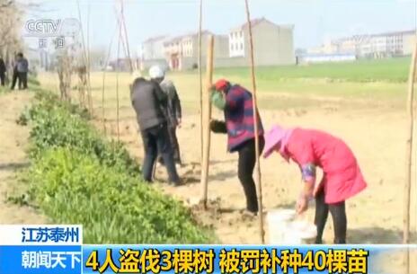 植树节伐树？4人盗伐3棵树各补栽10棵 被判恢复环境令网友拍手称快