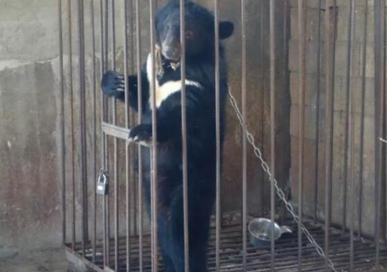 啼笑皆非！误把熊当狗养3年被没收 