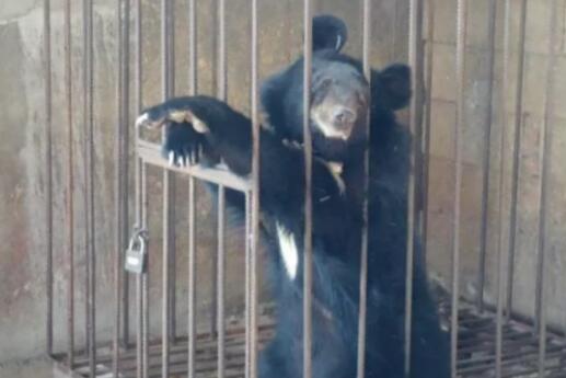 啼笑皆非！误把熊当狗养3年被没收 