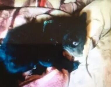 啼笑皆非！误把熊当狗养3年被收 捡来的