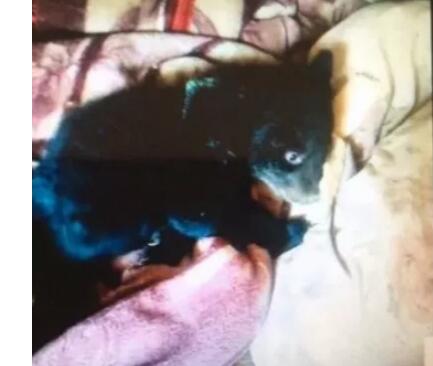 哭笑不得!误把熊当狗养3年 男子捡菌子发现“小奶狗”心生怜悯带回家