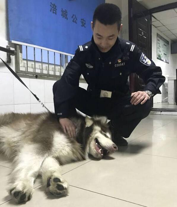 成精了?迷路狗狗吃垮民警 
