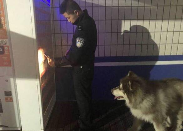 成精了?迷路狗狗吃垮民警 