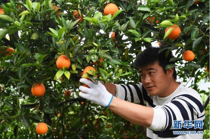 3月17日,奉节县白帝镇坪上村村民在采摘脐橙.王全超 摄