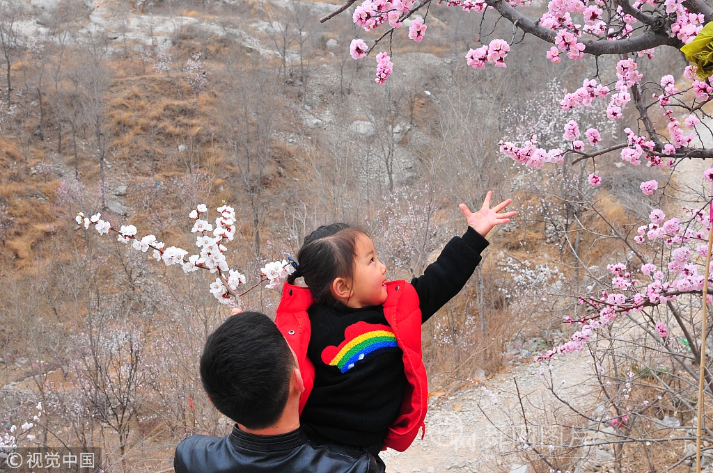 山东济宁：杏花村杏花盛开 吸引众多游客