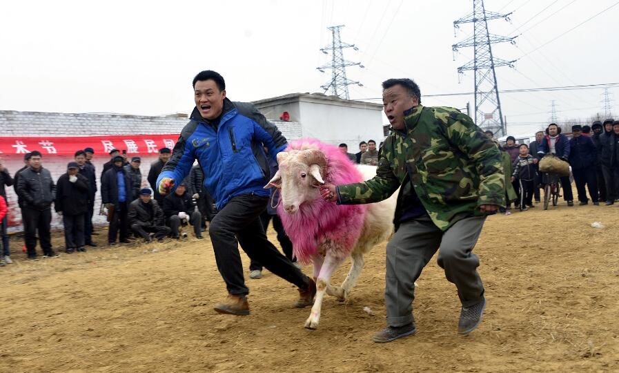 聊城农村举行民俗文化活动 村民斗鸡斗羊讨彩头