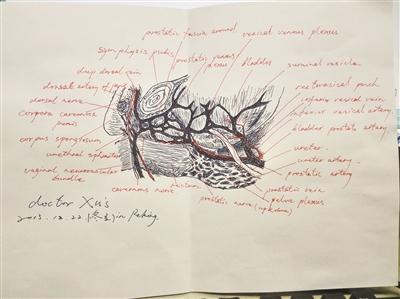 医生绘图解释病情 简直就是一位被医生工作耽误的画家