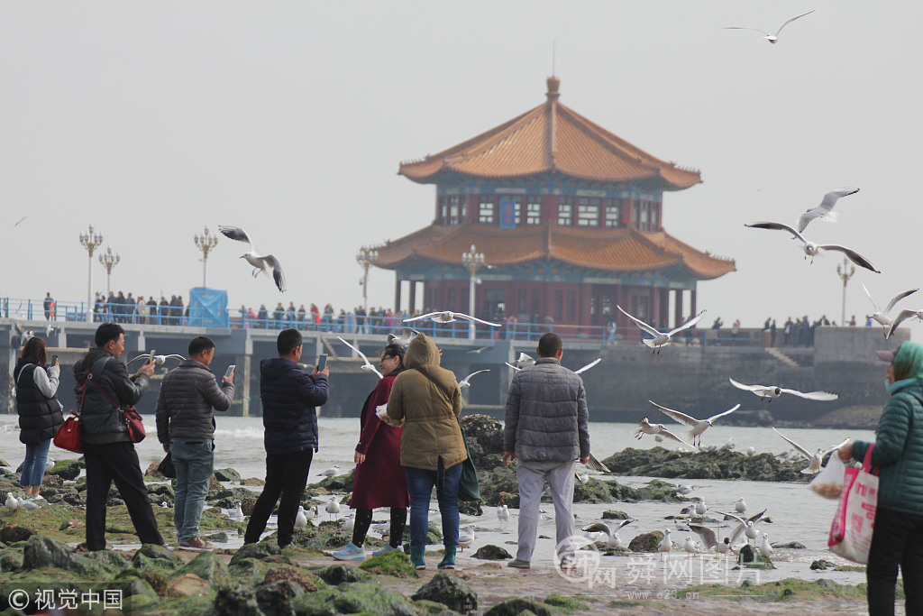 青岛：红嘴鸥聚集栈桥 抢食练飞备迁徙