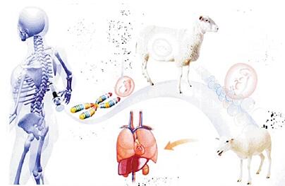 意义重大!科学揭秘羊脸人身