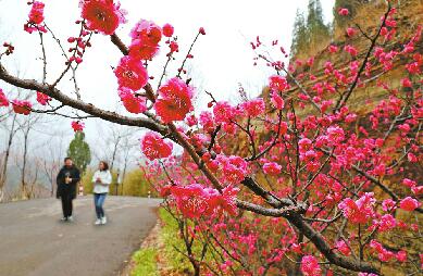 ��Ҷ��ǧ������÷����