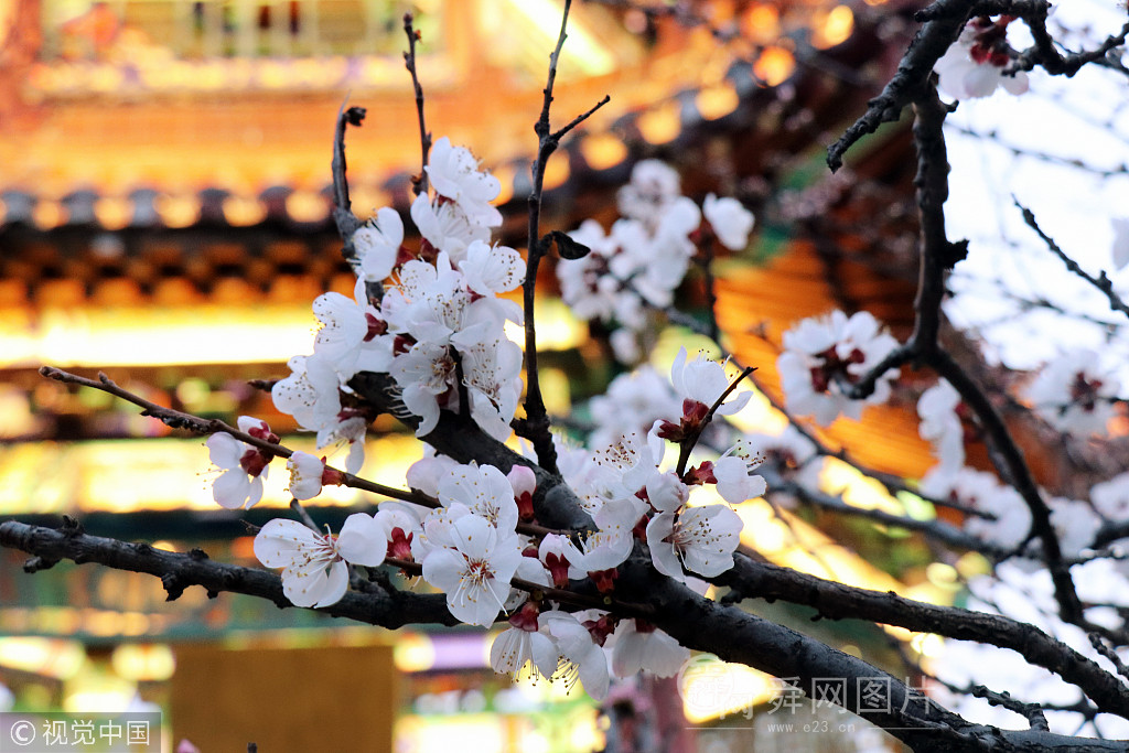 泰安:御碑楼村百花开 李花盛放白似雪