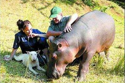 哭笑不得!流浪河马成网红 1200斤