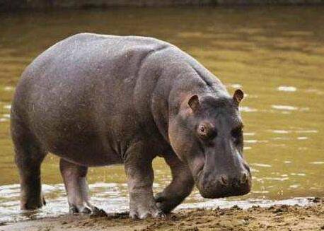 哭笑不得!流浪河马成网红 1200斤