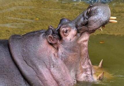 成精了!流浪河马成网红