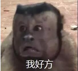 笑翻了!猴子藏人类灵魂 丑萌十足的