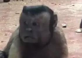 笑翻了!猴子藏人类灵魂 丑萌十足的
