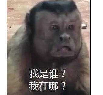 笑翻了!猴子藏人类灵魂 丑萌十足的