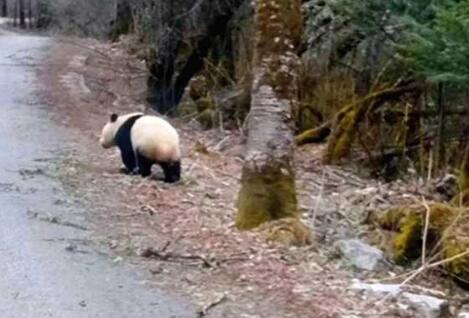 逗你玩?野生大熊猫横穿马路 还撅屁股等游客拍照萌态十足!