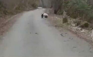 逗你玩?野生大熊猫横穿马路 还撅屁股等游客拍照萌态十足!
