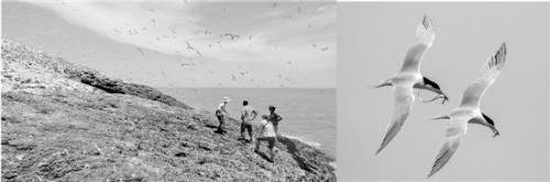 最有诗意临时工岗位招募：监测海鸟 日劳务费200元 