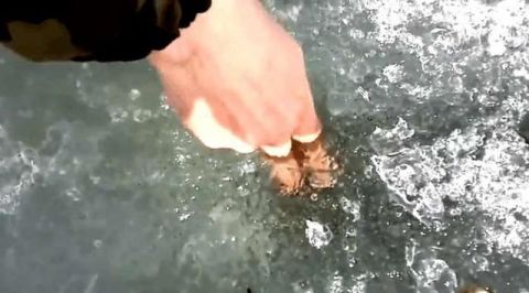 这一幕太神奇了！男子在冰封的河面上挖一条沟 鲫鱼排队送上门