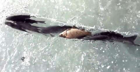 这一幕太神奇了！男子在冰封的河面上挖一条沟 鲫鱼排队送上门