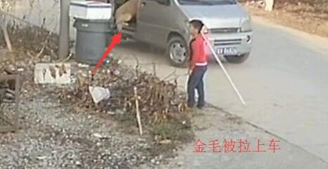 女子让小孩放狗去门口拉屎 突然过来一辆面包车将狗抢走！