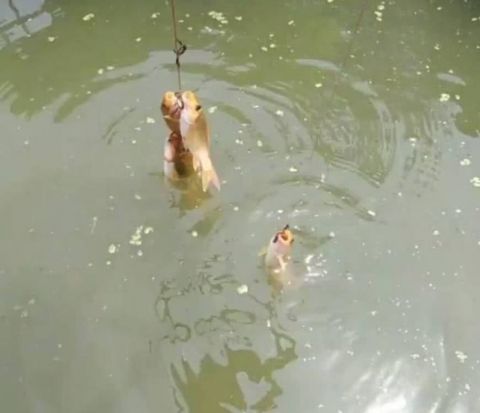 ũ�尮�õ����ľ���� ���������ε��ߴﵽ��һ�����ɡ���Ч����