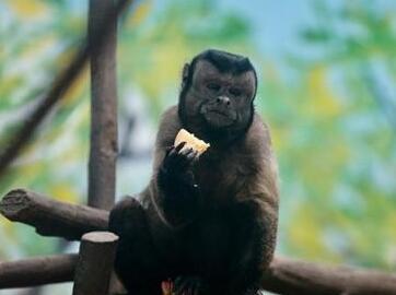 围观动物园人脸猴 没有尖嘴猴腮天生国字脸