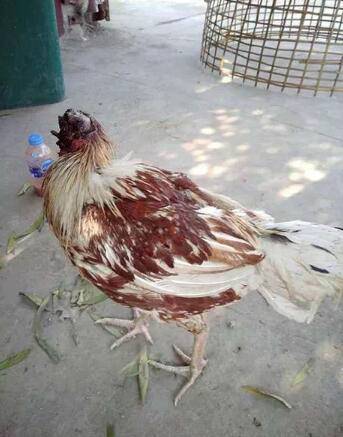 图为存活下来的无头鸡
