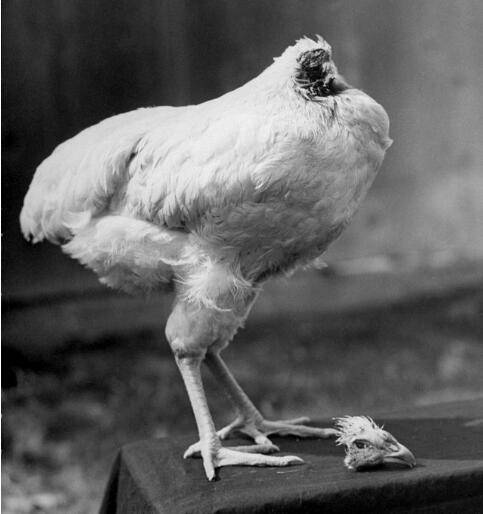 资料图：美国存活了18个月之久的无头鸡麦克