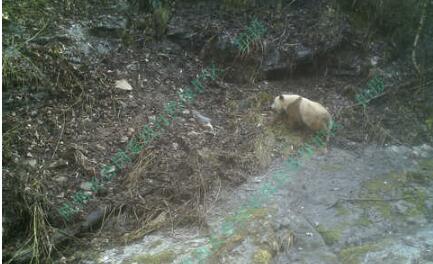 陕西现棕色大熊猫肥肥胖胖憨态可掬 秦岭山脉频现大熊猫