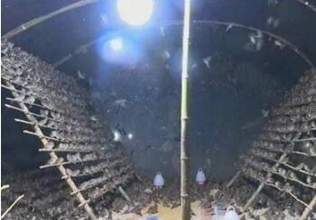 良心不会痛吗?40天捕鸟51万只 38个大棚黑压压一片密密麻麻野鸟生死难辨