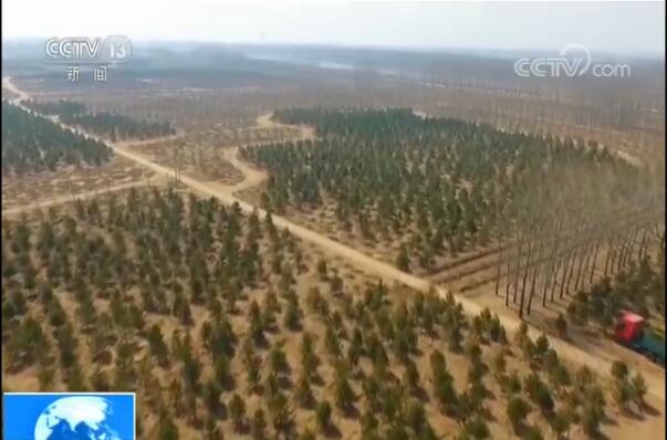 �۰������Ѿ���ֲ��ľ240��