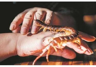 坑娃偏方！给幼童喂食活蝌蚪 一只大白瓷碗里游着七八条给孩子“下火”