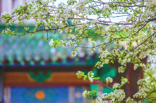 跟着古人 春游济南