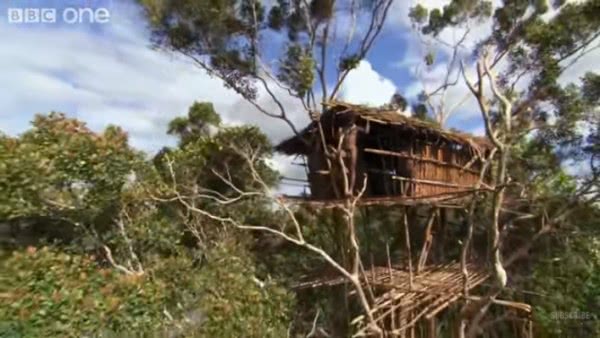 丢大脸了！BBC纪录片造假被揭发 科罗威人的树屋临时搭建