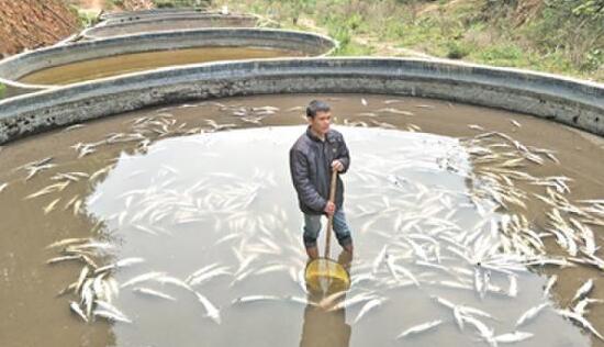 白花花一片！万余条中华鲟死亡 疑遭投毒死亡的中华鲟飘浮在鱼池里