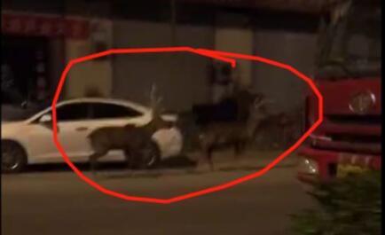 山东蓝翔技校又要出名！两头“神鹿”深夜慢跑吓坏路人