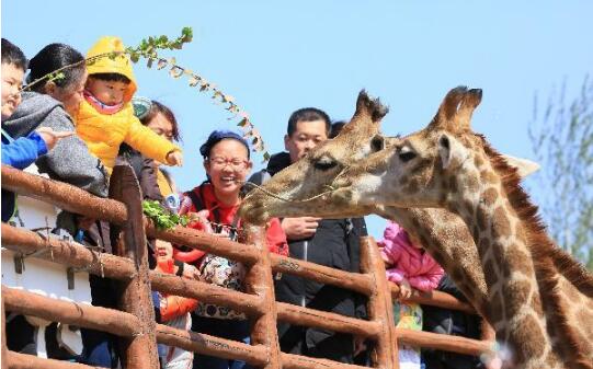 来济“过夜”游客多 济南9家景区清明纳客58.43万人次