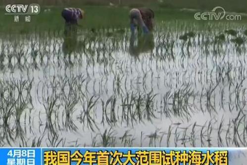 全国将大范围试种海水稻 数亿亩盐碱地有望成粮仓