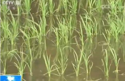 全国将大范围试种海水稻 数亿亩盐碱地有望成粮仓