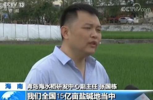 全国将大范围试种海水稻 数亿亩盐碱地有望成粮仓