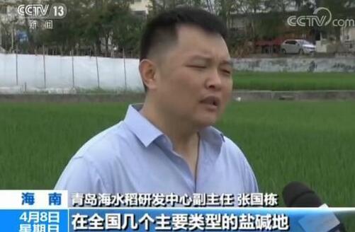 全国将大范围试种海水稻 数亿亩盐碱地有望成粮仓