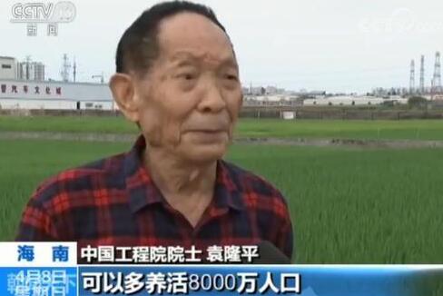 全国将大范围试种海水稻 数亿亩盐碱地有望成粮仓