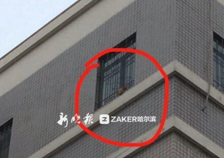 小猫被困6楼墙檐4天 同学们苦思救猫方案消防队都来了