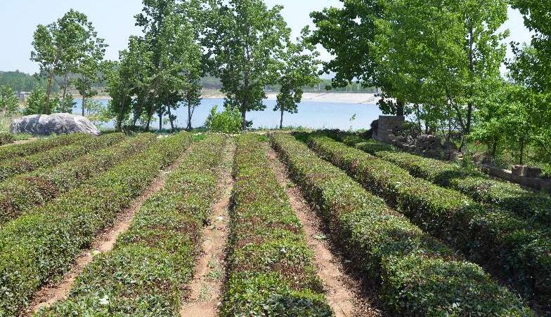 采茗原产地 只做品质茶